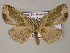 ( - BC ZSM Lep 47936)  @12 [ ] CreativeCommons - Attribution Non-Commercial Share-Alike (2011) Axel Hausmann/Bavarian State Collection of Zoology (ZSM) SNSB, Zoologische Staatssammlung Muenchen