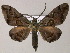  (Hypochrosis AH01La - BC ZSM Lep 47938)  @14 [ ] CreativeCommons - Attribution Non-Commercial Share-Alike (2011) Axel Hausmann/Bavarian State Collection of Zoology (ZSM) SNSB, Zoologische Staatssammlung Muenchen