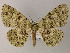  (Ophthalmitis AH01La - BC ZSM Lep 47949)  @13 [ ] CreativeCommons - Attribution Non-Commercial Share-Alike (2011) Axel Hausmann/Bavarian State Collection of Zoology (ZSM) SNSB, Zoologische Staatssammlung Muenchen