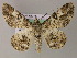  ( - BC ZSM Lep 47950)  @14 [ ] CreativeCommons - Attribution Non-Commercial Share-Alike (2011) Axel Hausmann/Bavarian State Collection of Zoology (ZSM) SNSB, Zoologische Staatssammlung Muenchen