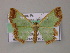  (Zamarada AH01La - BC ZSM Lep 47954)  @13 [ ] CreativeCommons - Attribution Non-Commercial Share-Alike (2011) Axel Hausmann/Bavarian State Collection of Zoology (ZSM) SNSB, Zoologische Staatssammlung Muenchen