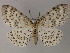  ( - BC ZSM Lep 47964)  @14 [ ] CreativeCommons - Attribution Non-Commercial Share-Alike (2011) Axel Hausmann/Bavarian State Collection of Zoology (ZSM) SNSB, Zoologische Staatssammlung Muenchen