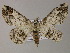  (Cleora AH03La - BC ZSM Lep 47966)  @12 [ ] CreativeCommons - Attribution Non-Commercial Share-Alike (2011) Axel Hausmann/Bavarian State Collection of Zoology (ZSM) SNSB, Zoologische Staatssammlung Muenchen
