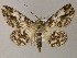  (Cleora AH04La - BC ZSM Lep 47967)  @14 [ ] CreativeCommons - Attribution Non-Commercial Share-Alike (2011) Axel Hausmann/Bavarian State Collection of Zoology (ZSM) SNSB, Zoologische Staatssammlung Muenchen