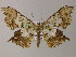  (Krananda AH01La - BC ZSM Lep 47993)  @14 [ ] CreativeCommons - Attribution Non-Commercial Share-Alike (2011) Axel Hausmann/Bavarian State Collection of Zoology (ZSM) SNSB, Zoologische Staatssammlung Muenchen