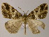  (Arichanna furcifera - BC ZSM Lep 47997)  @14 [ ] CreativeCommons - Attribution Non-Commercial Share-Alike (2011) Axel Hausmann/Bavarian State Collection of Zoology (ZSM) SNSB, Zoologische Staatssammlung Muenchen