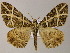  ( - BC ZSM Lep 48001)  @14 [ ] CreativeCommons - Attribution Non-Commercial Share-Alike (2011) Axel Hausmann/Bavarian State Collection of Zoology (ZSM) SNSB, Zoologische Staatssammlung Muenchen