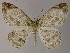  ( - BC ZSM Lep 48004)  @12 [ ] CreativeCommons - Attribution Non-Commercial Share-Alike (2011) Axel Hausmann/Bavarian State Collection of Zoology (ZSM) SNSB, Zoologische Staatssammlung Muenchen