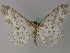  (Metabraxas coryneta - BC ZSM Lep 48016)  @13 [ ] CreativeCommons - Attribution Non-Commercial Share-Alike (2011) Axel Hausmann/Bavarian State Collection of Zoology (ZSM) SNSB, Zoologische Staatssammlung Muenchen