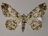  (Cleora AH01La - BC ZSM Lep 48021)  @14 [ ] CreativeCommons - Attribution Non-Commercial Share-Alike (2011) Axel Hausmann/Bavarian State Collection of Zoology (ZSM) SNSB, Zoologische Staatssammlung Muenchen
