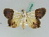  ( - BC ZSM Lep 50498)  @14 [ ] CreativeCommons - Attribution Non-Commercial Share-Alike (2011) Axel Hausmann/Bavarian State Collection of Zoology (ZSM) SNSB, Zoologische Staatssammlung Muenchen