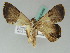  ( - BC ZSM Lep 50499)  @13 [ ] CreativeCommons - Attribution Non-Commercial Share-Alike (2011) Axel Hausmann/Bavarian State Collection of Zoology (ZSM) SNSB, Zoologische Staatssammlung Muenchen