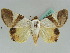  ( - BC ZSM Lep 50502)  @11 [ ] CreativeCommons - Attribution Non-Commercial Share-Alike (2011) Axel Hausmann/Bavarian State Collection of Zoology (ZSM) SNSB, Zoologische Staatssammlung Muenchen