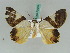  ( - BC ZSM Lep 50503)  @13 [ ] CreativeCommons - Attribution Non-Commercial Share-Alike (2011) Axel Hausmann/Bavarian State Collection of Zoology (ZSM) SNSB, Zoologische Staatssammlung Muenchen