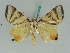  ( - BC ZSM Lep 50508)  @12 [ ] CreativeCommons - Attribution Non-Commercial Share-Alike (2011) Axel Hausmann/Bavarian State Collection of Zoology (ZSM) SNSB, Zoologische Staatssammlung Muenchen