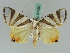  ( - BC ZSM Lep 50509)  @13 [ ] CreativeCommons - Attribution Non-Commercial Share-Alike (2011) Axel Hausmann/Bavarian State Collection of Zoology (ZSM) SNSB, Zoologische Staatssammlung Muenchen