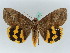  ( - BC ZSM Lep 50513)  @14 [ ] CreativeCommons - Attribution Non-Commercial Share-Alike (2011) Axel Hausmann/Bavarian State Collection of Zoology (ZSM) SNSB, Zoologische Staatssammlung Muenchen