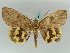  ( - BC ZSM Lep 50514)  @14 [ ] CreativeCommons - Attribution Non-Commercial Share-Alike (2011) Axel Hausmann/Bavarian State Collection of Zoology (ZSM) SNSB, Zoologische Staatssammlung Muenchen