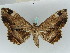  ( - BC ZSM Lep 50515)  @11 [ ] CreativeCommons - Attribution Non-Commercial Share-Alike (2011) Axel Hausmann/Bavarian State Collection of Zoology (ZSM) SNSB, Zoologische Staatssammlung Muenchen