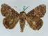  ( - BC ZSM Lep 50520)  @15 [ ] CreativeCommons - Attribution Non-Commercial Share-Alike (2011) Axel Hausmann/Bavarian State Collection of Zoology (ZSM) SNSB, Zoologische Staatssammlung Muenchen