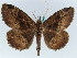  ( - BC ZSM Lep 50525)  @13 [ ] CreativeCommons - Attribution Non-Commercial Share-Alike (2011) Axel Hausmann/Bavarian State Collection of Zoology (ZSM) SNSB, Zoologische Staatssammlung Muenchen