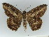  ( - BC ZSM Lep 50528)  @12 [ ] CreativeCommons - Attribution Non-Commercial Share-Alike (2011) Axel Hausmann/Bavarian State Collection of Zoology (ZSM) SNSB, Zoologische Staatssammlung Muenchen