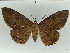  ( - BC ZSM Lep 50529)  @12 [ ] CreativeCommons - Attribution Non-Commercial Share-Alike (2011) Axel Hausmann/Bavarian State Collection of Zoology (ZSM) SNSB, Zoologische Staatssammlung Muenchen