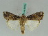  ( - BC ZSM Lep 50534)  @14 [ ] CreativeCommons - Attribution Non-Commercial Share-Alike (2011) Axel Hausmann/Bavarian State Collection of Zoology (ZSM) SNSB, Zoologische Staatssammlung Muenchen