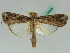  ( - BC ZSM Lep 50535)  @14 [ ] CreativeCommons - Attribution Non-Commercial Share-Alike (2011) Axel Hausmann/Bavarian State Collection of Zoology (ZSM) SNSB, Zoologische Staatssammlung Muenchen