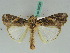  ( - BC ZSM Lep 50536)  @14 [ ] CreativeCommons - Attribution Non-Commercial Share-Alike (2011) Axel Hausmann/Bavarian State Collection of Zoology (ZSM) SNSB, Zoologische Staatssammlung Muenchen