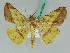  ( - BC ZSM Lep 50554)  @13 [ ] CreativeCommons - Attribution Non-Commercial Share-Alike (2011) Axel Hausmann/Bavarian State Collection of Zoology (ZSM) SNSB, Zoologische Staatssammlung Muenchen
