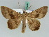  ( - BC ZSM Lep 50559)  @14 [ ] CreativeCommons - Attribution Non-Commercial Share-Alike (2011) Axel Hausmann/Bavarian State Collection of Zoology (ZSM) SNSB, Zoologische Staatssammlung Muenchen