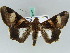  ( - BC ZSM Lep 50563)  @14 [ ] CreativeCommons - Attribution Non-Commercial Share-Alike (2011) Axel Hausmann/Bavarian State Collection of Zoology (ZSM) SNSB, Zoologische Staatssammlung Muenchen