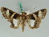  ( - BC ZSM Lep 50564)  @13 [ ] CreativeCommons - Attribution Non-Commercial Share-Alike (2011) Axel Hausmann/Bavarian State Collection of Zoology (ZSM) SNSB, Zoologische Staatssammlung Muenchen