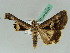  ( - BC ZSM Lep 50567)  @12 [ ] CreativeCommons - Attribution Non-Commercial Share-Alike (2011) Axel Hausmann/Bavarian State Collection of Zoology (ZSM) SNSB, Zoologische Staatssammlung Muenchen