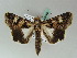  ( - BC ZSM Lep 50568)  @13 [ ] CreativeCommons - Attribution Non-Commercial Share-Alike (2011) Axel Hausmann/Bavarian State Collection of Zoology (ZSM) SNSB, Zoologische Staatssammlung Muenchen