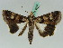  ( - BC ZSM Lep 50569)  @14 [ ] CreativeCommons - Attribution Non-Commercial Share-Alike (2011) Axel Hausmann/Bavarian State Collection of Zoology (ZSM) SNSB, Zoologische Staatssammlung Muenchen
