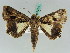  ( - BC ZSM Lep 50570)  @14 [ ] CreativeCommons - Attribution Non-Commercial Share-Alike (2011) Axel Hausmann/Bavarian State Collection of Zoology (ZSM) SNSB, Zoologische Staatssammlung Muenchen