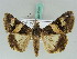  ( - BC ZSM Lep 50571)  @14 [ ] CreativeCommons - Attribution Non-Commercial Share-Alike (2011) Axel Hausmann/Bavarian State Collection of Zoology (ZSM) SNSB, Zoologische Staatssammlung Muenchen