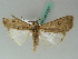  ( - BC ZSM Lep 50577)  @11 [ ] CreativeCommons - Attribution Non-Commercial Share-Alike (2011) Axel Hausmann/Bavarian State Collection of Zoology (ZSM) SNSB, Zoologische Staatssammlung Muenchen