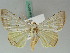  ( - BC ZSM Lep 50579)  @11 [ ] CreativeCommons - Attribution Non-Commercial Share-Alike (2011) Axel Hausmann/Bavarian State Collection of Zoology (ZSM) SNSB, Zoologische Staatssammlung Muenchen