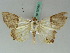  ( - BC ZSM Lep 50584)  @14 [ ] CreativeCommons - Attribution Non-Commercial Share-Alike (2011) Axel Hausmann/Bavarian State Collection of Zoology (ZSM) SNSB, Zoologische Staatssammlung Muenchen