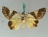  ( - BC ZSM Lep 50587)  @13 [ ] CreativeCommons - Attribution Non-Commercial Share-Alike (2011) Axel Hausmann/Bavarian State Collection of Zoology (ZSM) SNSB, Zoologische Staatssammlung Muenchen