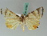  ( - BC ZSM Lep 50589)  @12 [ ] CreativeCommons - Attribution Non-Commercial Share-Alike (2011) Axel Hausmann/Bavarian State Collection of Zoology (ZSM) SNSB, Zoologische Staatssammlung Muenchen