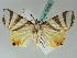  ( - BC ZSM Lep 50590)  @12 [ ] CreativeCommons - Attribution Non-Commercial Share-Alike (2011) Axel Hausmann/Bavarian State Collection of Zoology (ZSM) SNSB, Zoologische Staatssammlung Muenchen