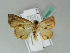  ( - BC ZSM Lep 50591)  @12 [ ] CreativeCommons - Attribution Non-Commercial Share-Alike (2011) Axel Hausmann/Bavarian State Collection of Zoology (ZSM) SNSB, Zoologische Staatssammlung Muenchen