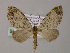 (Tristeirometa AH04Ph - BC ZSM Lep 55249)  @12 [ ] CreativeCommons - Attribution Non-Commercial Share-Alike (2011) Axel Hausmann/Bavarian State Collection of Zoology (ZSM) SNSB, Zoologische Staatssammlung Muenchen