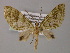  (Sauris AH03Ph - BC ZSM Lep 55251)  @11 [ ] CreativeCommons - Attribution Non-Commercial Share-Alike (2011) Axel Hausmann/Bavarian State Collection of Zoology (ZSM) SNSB, Zoologische Staatssammlung Muenchen