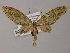  (Sauris AH04Ph - BC ZSM Lep 55252)  @11 [ ] CreativeCommons - Attribution Non-Commercial Share-Alike (2011) Axel Hausmann/Bavarian State Collection of Zoology (ZSM) SNSB, Zoologische Staatssammlung Muenchen