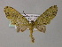  (Sauris AH05Ph - BC ZSM Lep 55253)  @11 [ ] CreativeCommons - Attribution Non-Commercial Share-Alike (2011) Axel Hausmann/Bavarian State Collection of Zoology (ZSM) SNSB, Zoologische Staatssammlung Muenchen